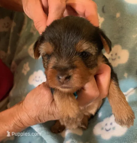 Cosmo  – Yorkshire Terrier puppy for sale in Merced, CA