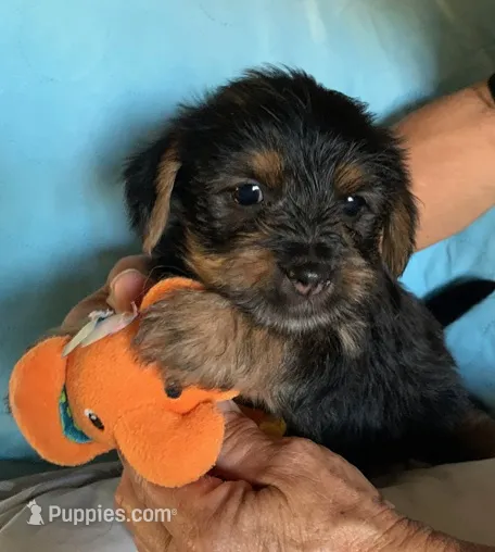 Fred  – Shih Tzu, Yorkshire Terrier puppy for sale in Merced, CA