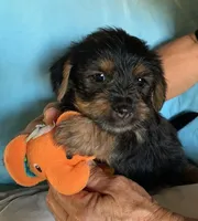 Fred , a male Shih Tzu and Yorkshire Terrier for sale in Merced, CA – 1 of 2