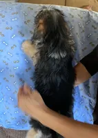 Barney, a male Shih Tzu and Yorkshire Terrier for sale in Merced, CA – 5 of 5