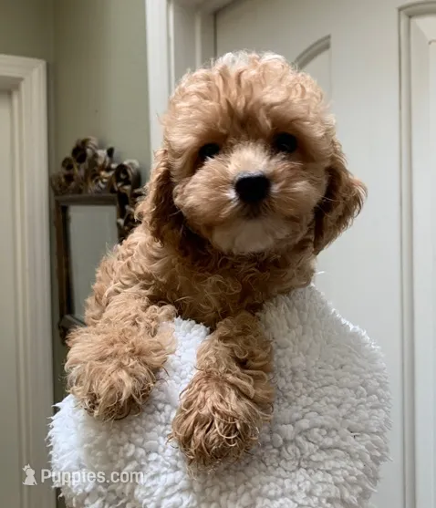 Harper – Cockapoo puppy for sale in Merced, CA