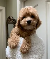 Harper, a male Cockapoo for sale in Merced, CA – 1 of 2