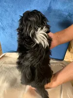 processed/ad226c7f-2fd2-4b1b-bf4c-a18a0ed27d43/listing/c1bf0158-ab17-4097-b35d-fc1afc849667/c79509ee-3b3b-473d-9c4a-1b15b253e6cf