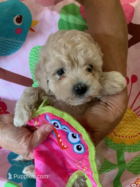 Haley – Cockapoo, Poodle - Toy  puppy for sale in Merced, CA