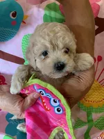 Haley, a female Cockapoo and Poodle - Toy  for sale in Merced, CA – 1 of 1