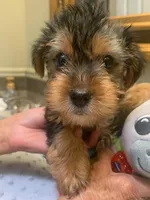 Blaze , a male Yorkshire Terrier for sale in Merced, CA – Photo 1 of 2