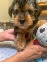 Blaze , a male Yorkshire Terrier for sale in Merced, CA – Photo 2 of 2