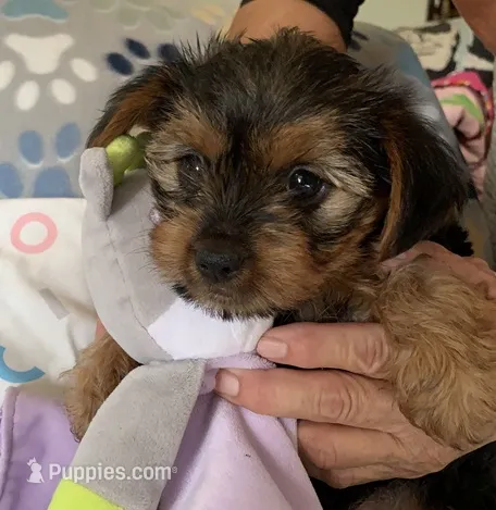 Ziva  – Yorkshire Terrier puppy for sale in Merced, CA