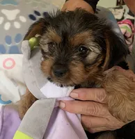 Ziva , a male Yorkshire Terrier for sale in Merced, CA – 1 of 2