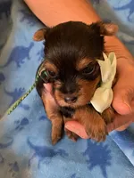 Benson , a male Yorkshire Terrier for sale in Merced, CA – 1 of 1