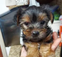 Duckie, a male Yorkshire Terrier for sale in Merced, CA – 4 of 4