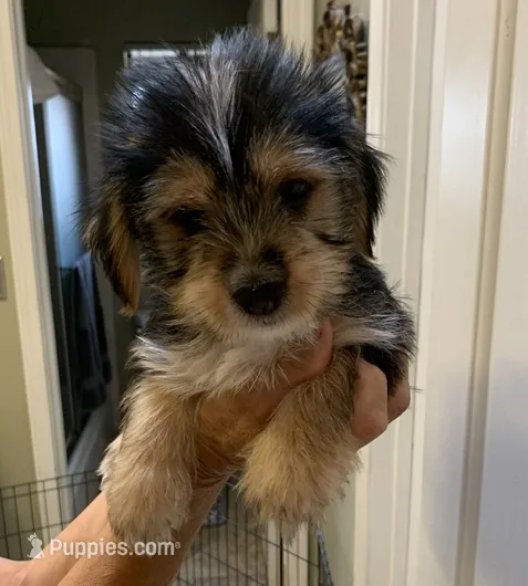 Barney – Shih Tzu, Yorkshire Terrier puppy for sale in Merced, CA
