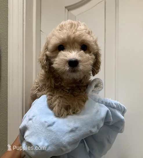 Jake  – Cockapoo puppy for sale in Merced, CA