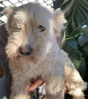 Chuck, a male Maltese for sale in Merced, CA – 2 of 3