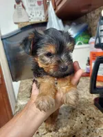 Duckie, a male Yorkshire Terrier for sale in Merced, CA – 2 of 4