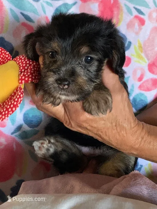 Betty  – Shih Tzu, Yorkshire Terrier puppy for sale in Merced, CA