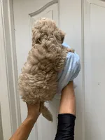 Jake , a male Cockapoo for sale in Merced, CA – 2 of 3