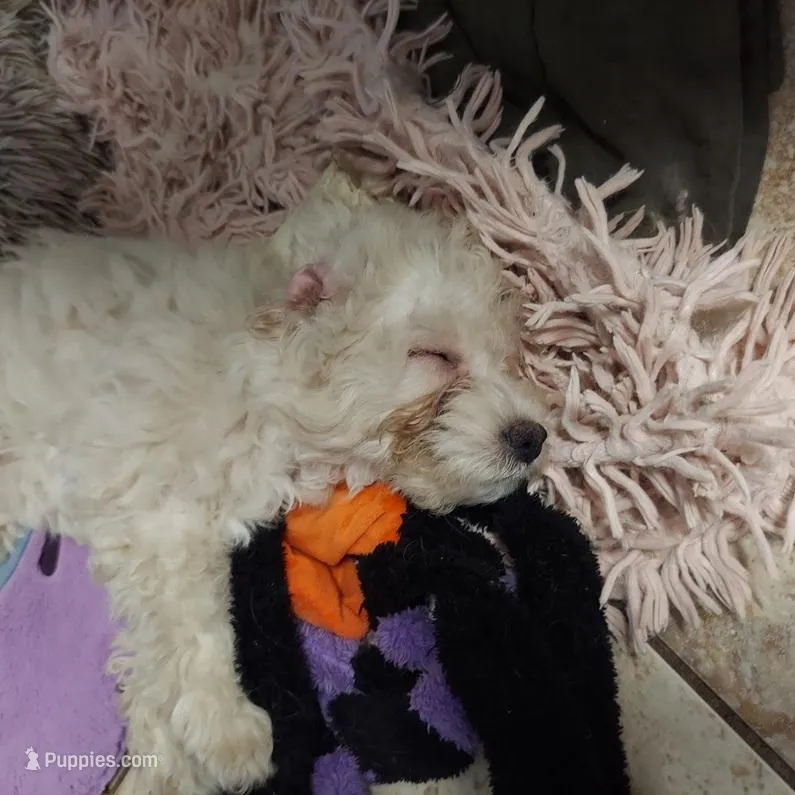 Mollie  – Cockapoo puppy for sale in Merced, CA