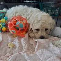 Mollie , a female Cockapoo for sale in Merced, CA – Photo 2 of 2