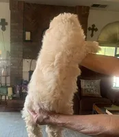 Mollie , a female Cockapoo for sale in Merced, CA – Photo 2 of 2