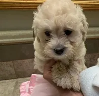 Mollie , a female Cockapoo for sale in Merced, CA – Photo 4 of 5
