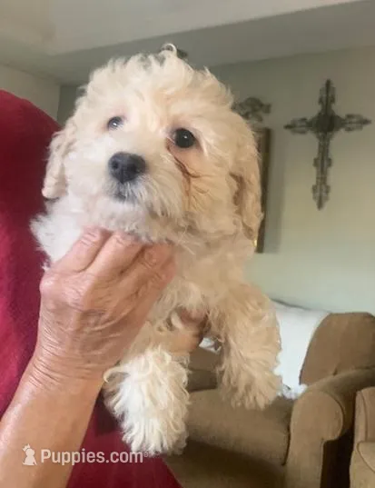 Mollie  – Cockapoo puppy for sale in Merced, CA