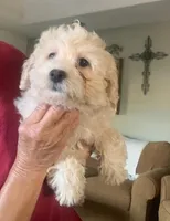 Mollie , a female Cockapoo for sale in Merced, CA – Photo 1 of 2