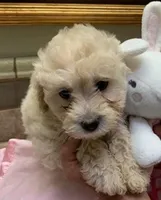 Mollie , a female Cockapoo for sale in Merced, CA – Photo 3 of 5