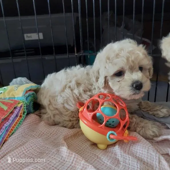 Mollie  – Cockapoo puppy for sale in Merced, CA