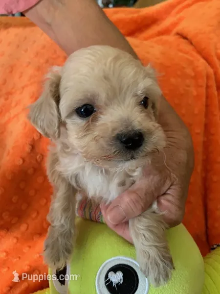 Harvey – Cocker Spaniel, Poodle - Toy  puppy for sale in Merced, CA