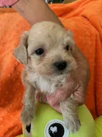 Harvey, a male Cocker Spaniel and Poodle - Toy  for sale in Merced, CA – 1 of 3