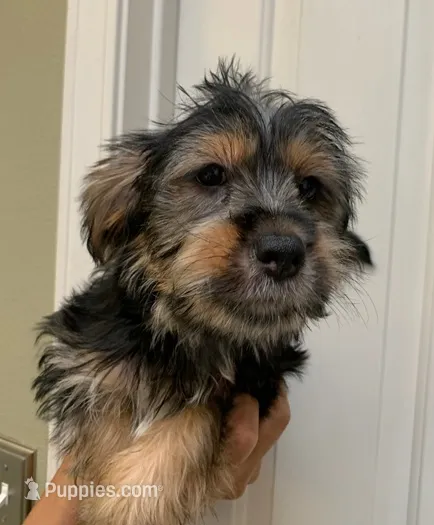 Fred  – Shih Tzu, Yorkshire Terrier puppy for sale in Merced, CA