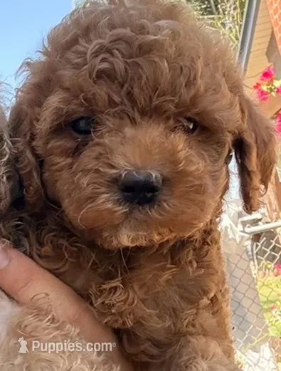 Charlie  – Cockapoo puppy for sale in Merced, CA