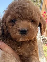 Charlie , a male Cockapoo for sale in Merced, CA – 1 of 2