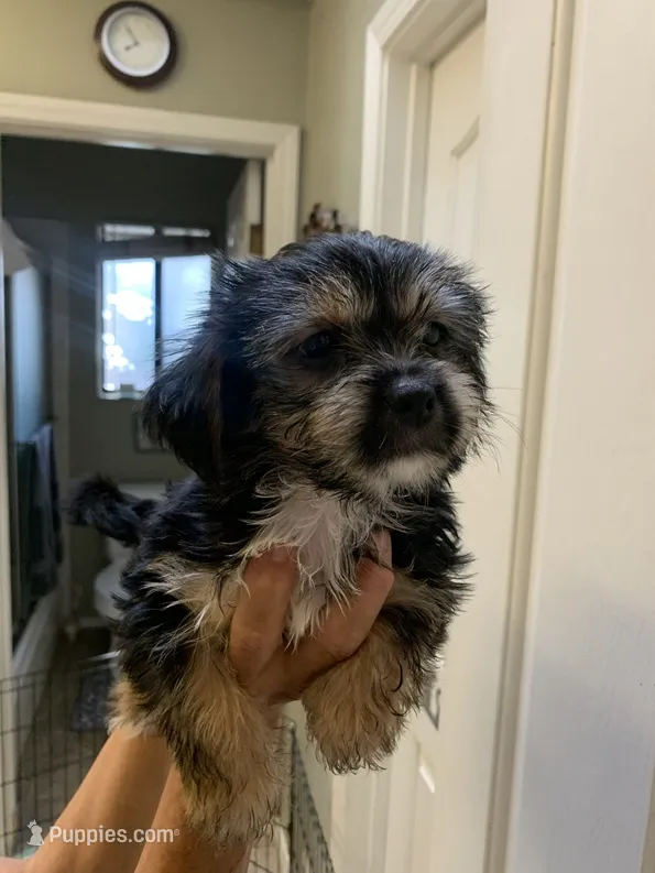 Wilma  – Shih Tzu, Yorkshire Terrier puppy for sale in Merced, CA