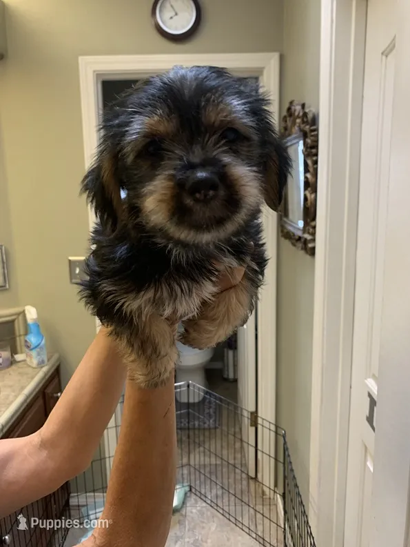 Fred  – Shih Tzu, Yorkshire Terrier puppy for sale in Merced, CA