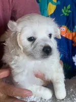 Leonard, a male Maltese and Poodle - Toy  for sale in Merced, CA – 3 of 3