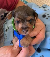 Axel , a male Yorkshire Terrier for sale in Merced, CA – 1 of 1