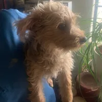 Chicco, a male Yorkshire Terrier for sale in Merced, CA – Photo 1 of 5