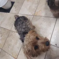 Chicco, a male Yorkshire Terrier for sale in Merced, CA – Photo 4 of 5