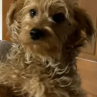 Chicco, a male Yorkshire Terrier for sale in Merced, CA – Photo 3 of 5