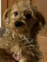 Chicco, a male Yorkshire Terrier for sale in Merced, CA – Photo 3 of 5