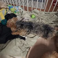 Chicco, a male Yorkshire Terrier for sale in Merced, CA – Photo 2 of 5