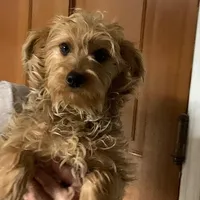 Chicco, a male Yorkshire Terrier for sale in Merced, CA – Photo 5 of 5