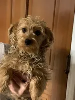 Chicco, a male Yorkshire Terrier for sale in Merced, CA – Photo 5 of 5