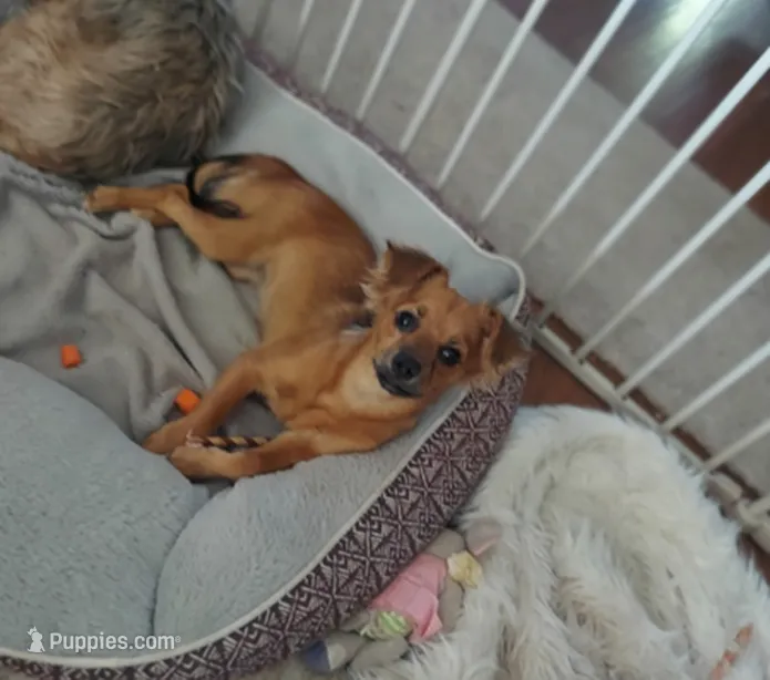 Luna  – Chihuahua puppy for sale in Merced, CA