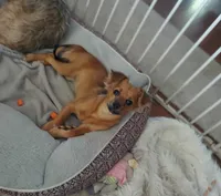 Luna , a female Chihuahua for sale in Merced, CA – 1 of 3