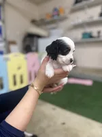 Bandit , a male Cockapoo for sale in Spring, TX – 3 of 5