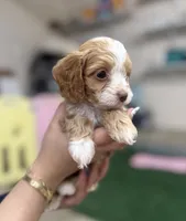 Cinnamon, a female Cockapoo for sale in Spring, TX – 2 of 4