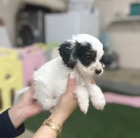 Masked Boy, a male Cockapoo for sale in Spring, TX – 2 of 5